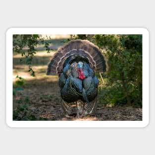 Displaying Wild Turkey Sticker